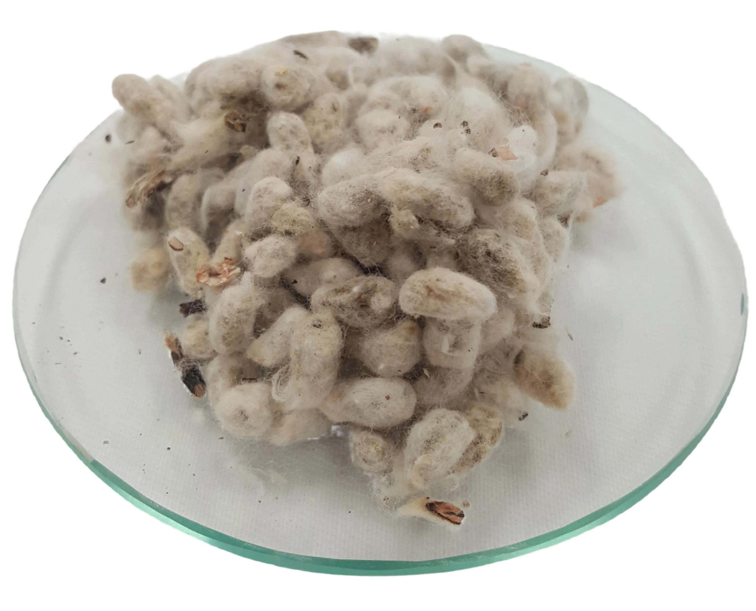 Cotton Seed - Image 2